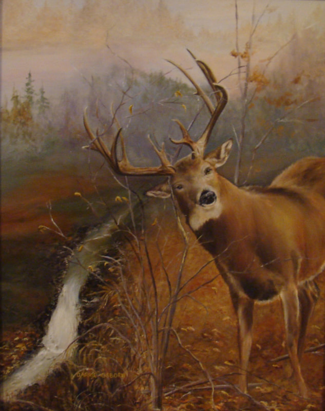 Whitetailed Buck Carrie Osborn Paintings